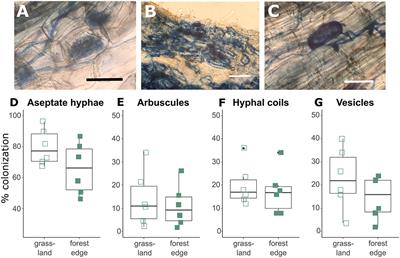 The Effect of Surrounding Vegetation on the Mycorrhizal Fungal Communities of the Temperate Tree Crataegus monogyna Jacq.
